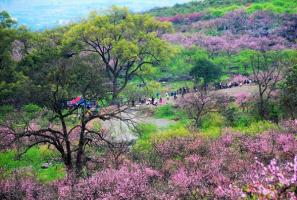 Gongcheng Dalingshan Peach Blossoms View