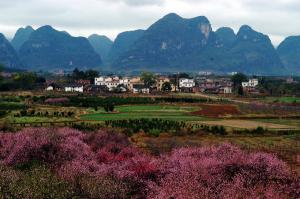 Gongcheng Dalingshan Peach Blossom Landscape