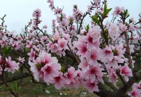 Gongcheng Dalingshan Peach Blossoms
