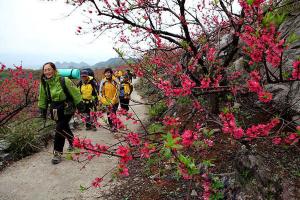Gongcheng Dalingshan Peach Blossom Sightseeing